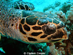 Hawksbill Turtle. ( Fuji f50 & fantasea nano strobe) by Cigdem Cooper 